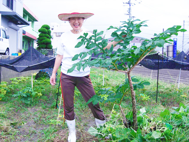 愛媛県在来種の生芋100％使用